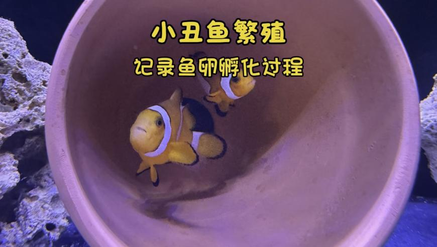 新澳精准资料免费提供网站有哪些平台,甄子丹回怼台媒提问,权威独家讨论与热门话题_优选版V4.75