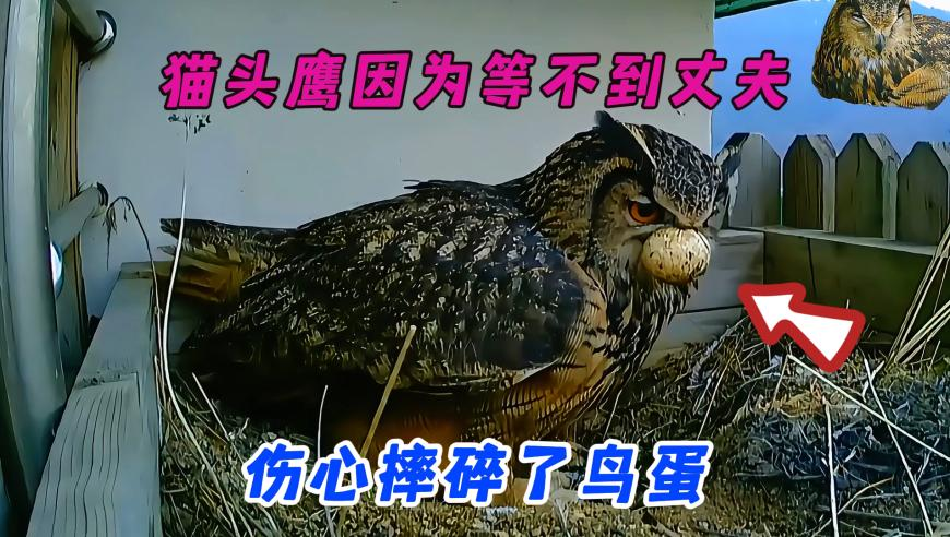 小鱼儿二站延续经典再创辉煌,吴艳妮8秒16再夺冠,广泛的解释落实方法分析_极速版V2.66